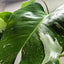 Philodendron 'White Princess' - Dazzling Variegated Aroid