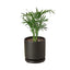 Parlor Palm | Pet-Friendly, Low Light Air Purifier