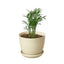 Parlor Palm | Pet-Friendly, Low Light Air Purifier