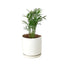 Parlor Palm | Pet-Friendly, Low Light Air Purifier