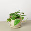 Philodendron Cordatum | Low Light Trailing Plant
