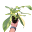 Philodendron Florida Beauty Variegated