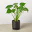 Monstera ‘Split-Leaf’ | Iconic, Lush Tropical Look