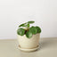 Pilea Peperomioides | Pet-Friendly & Compact