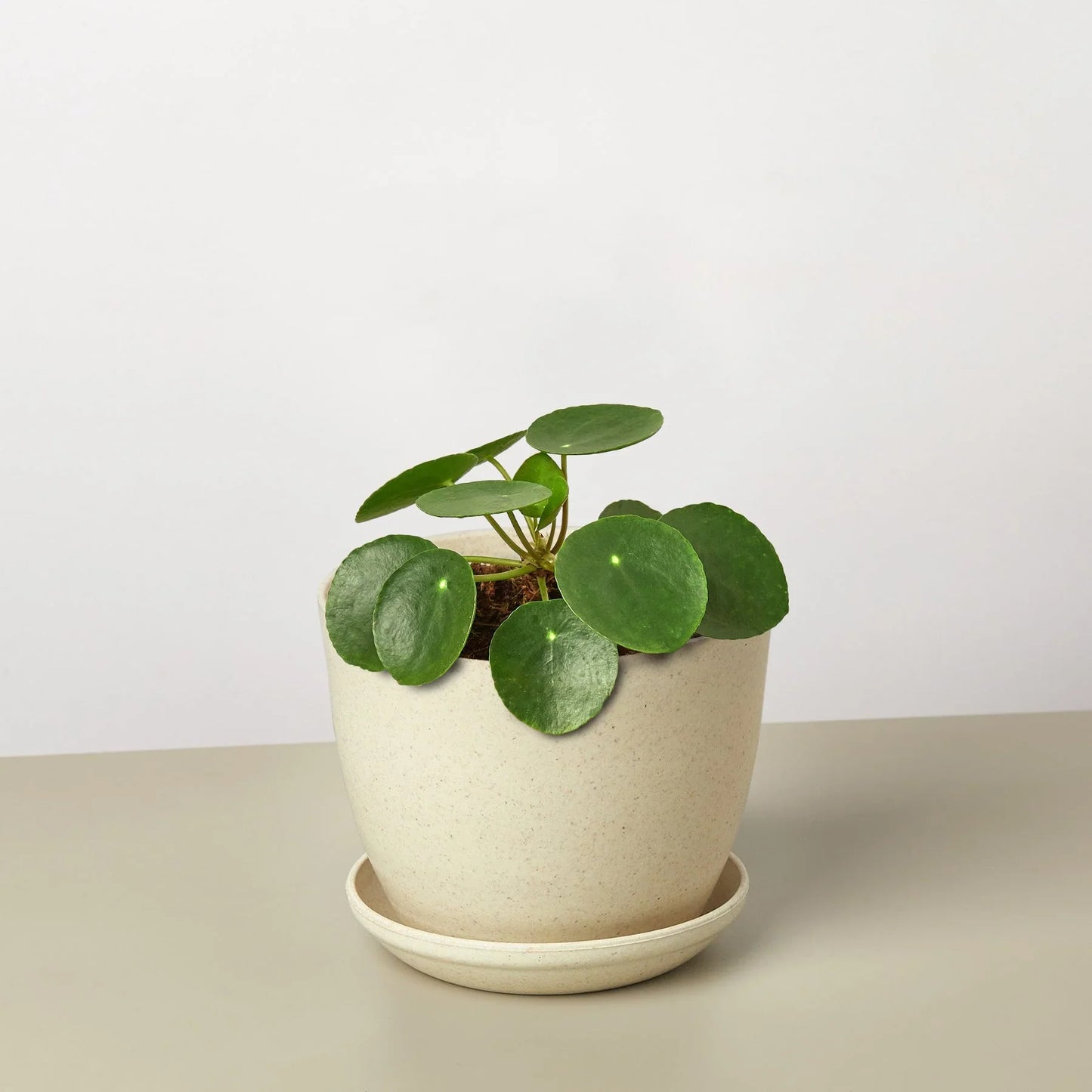 Pilea Peperomioides | Pet-Friendly & Compact