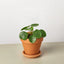 Pilea Peperomioides | Pet-Friendly & Compact