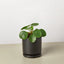 Pilea Peperomioides | Pet-Friendly & Compact