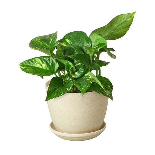Golden Pothos | Trailing, Easy-Care Hanging Vine