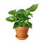Golden Pothos | Trailing, Easy-Care Hanging Vine