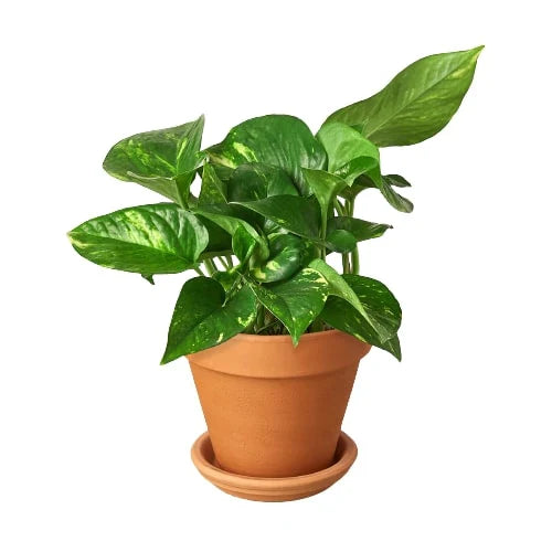 Golden Pothos | Trailing, Easy-Care Hanging Vine