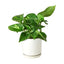 Golden Pothos | Trailing, Easy-Care Hanging Vine