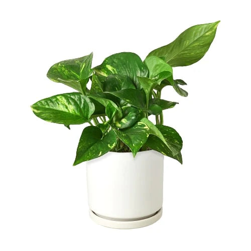 Golden Pothos | Trailing, Easy-Care Hanging Vine