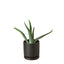Aloe Vera | Healing Succulent for Easy Indoor Care