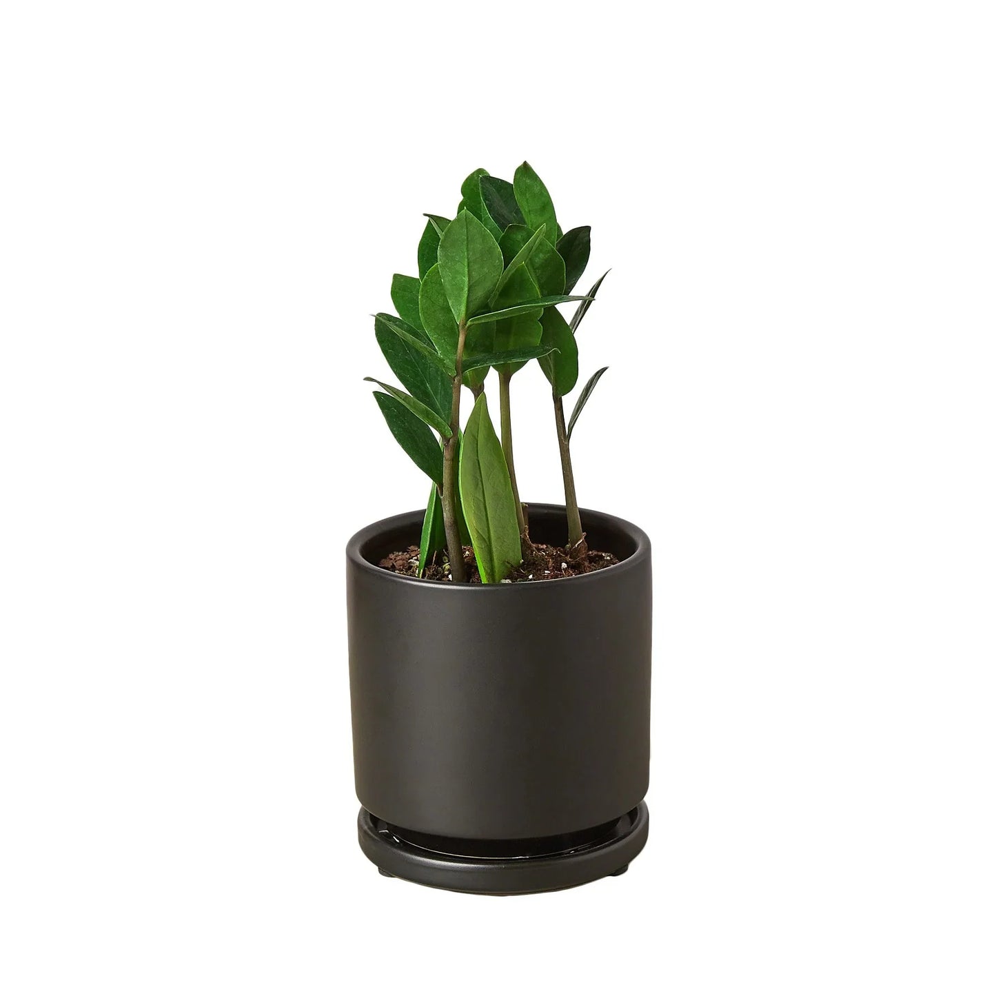 ZZ Plant | Low-Light, Hardy Air-Purifying Plant