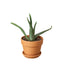 Aloe Vera | Healing Succulent for Easy Indoor Care