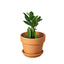 ZZ Plant | Low-Light, Hardy Air-Purifying Plant