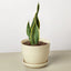 Snake Plant ‘Laurentii’ | Bold, Air-Purifying Foliage