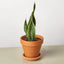 Snake Plant ‘Laurentii’ | Bold, Air-Purifying Foliage