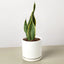Snake Plant ‘Laurentii’ | Bold, Air-Purifying Foliage