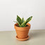 Snake Plant Laurentii Dwarf - Air Purifier