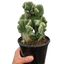 Succulent Cereus Coral Green