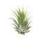 Tillandsia Air Plant Ionantha - 25 Pack