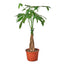 Money Tree | Braided Indoor Plant for Luck