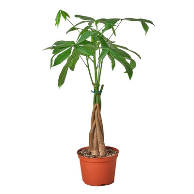 Money Tree | Braided Indoor Plant for Luck