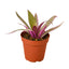 Oyster Plant 'Moses in the Cradle'
