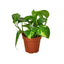 Golden Pothos | Trailing, Easy-Care Hanging Vine