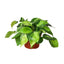 Philodendron ‘Brasil’ | Variegated, Easy Trailing