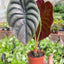 Alocasia 'Red Secret'