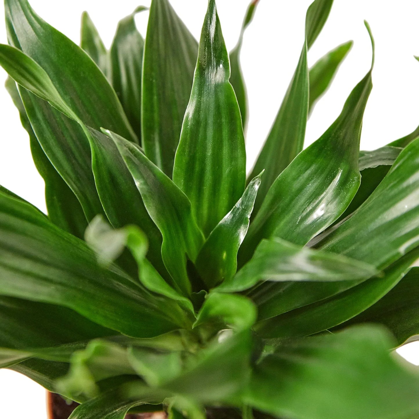 Dracaena ‘Janet Craig’ | Easy-Care Upright Foliage