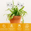 Plant Watering Globes Self Watering Planter Insert Glass Spikes, Hand Blown Clear Automatic Water Bulbs for Outdoor&Indoor Plants, 6.4Oz/190Ml Capacity, 3 Cats