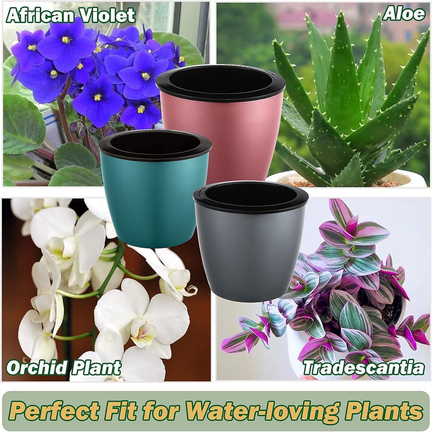 A healthy African violet plant thriving in the 6.7-inch self-watering pot, demonstrating proper moisture.