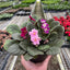 Detail of the velvety, heart-shaped leaves of an African Violet