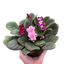 African Violet plant with vibrant purple blooms and velvety leaves on a windowsill