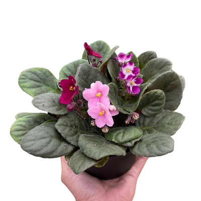 African Violet plant with vibrant purple blooms and velvety leaves on a windowsill
