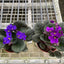 Close-up of delicate pink flowers on an African Violet plant