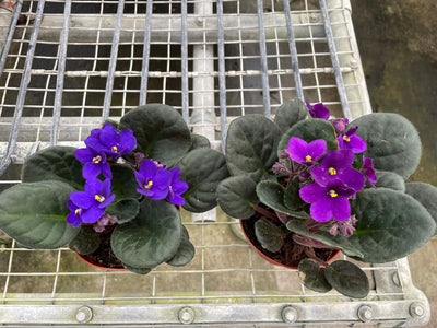 Close-up of delicate pink flowers on an African Violet plant