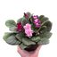 African Violet plant in a small pot, showing its compact 6-8 inch size