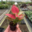 Chinese Evergreen 'Lady Valentine' in a simple pot, emphasizing its low-maintenance nature
