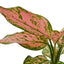 Close-up of an Aglaonema 'Lady Valentine' leaf showing detailed pink and green variegation
