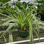Spider Plant 'Reverse' in a decorative pot on a tabletop, showing its arching form
