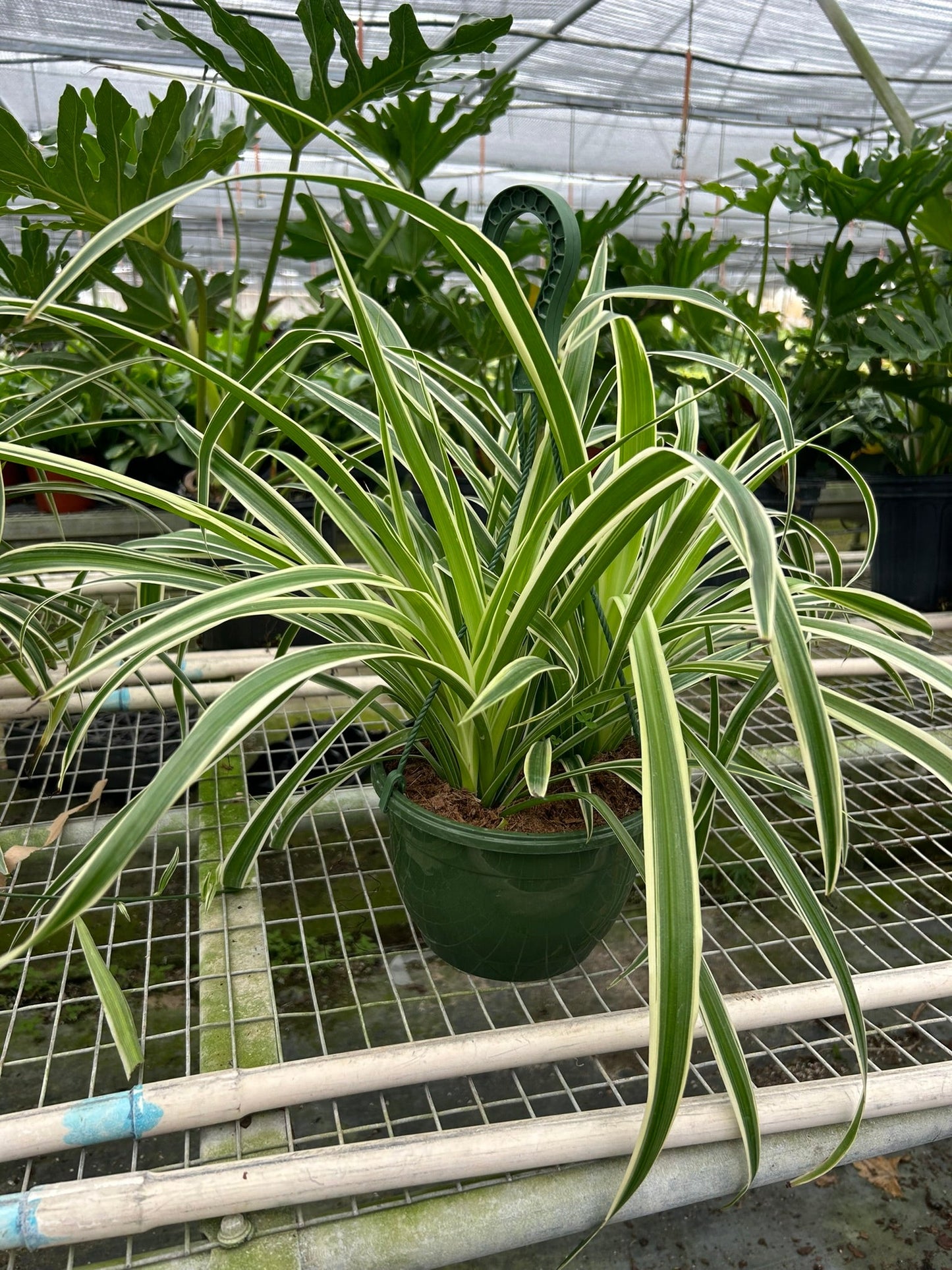 Spider Plant 'Reverse' in a decorative pot on a tabletop, showing its arching form
