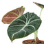 Close-up of the unique velvety texture and bright veins on an Alocasia 'Black Velvet' leaf