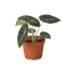 Alocasia Reginula 'Black Velvet' in a decorative pot, showcasing its compact growth