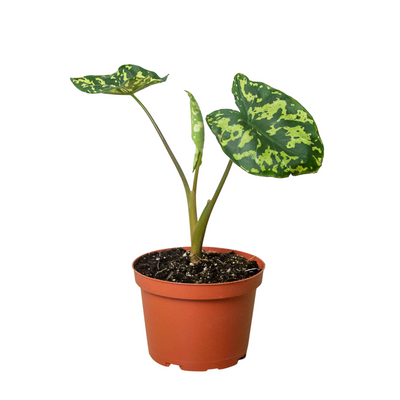 Alocasia 'Hilo Beauty' plant with its large, variegated, camouflage-patterned leaves