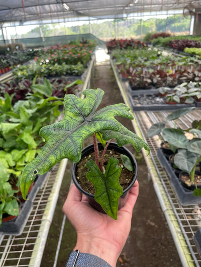 Close-up of an Alocasia 'Jacklyn' leaf showing its vivid green foliage marked with fine dark lines