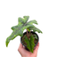 Alocasia 'Jacklyn' plant with vivid green, deeply lobed leaves resembling a stag's head